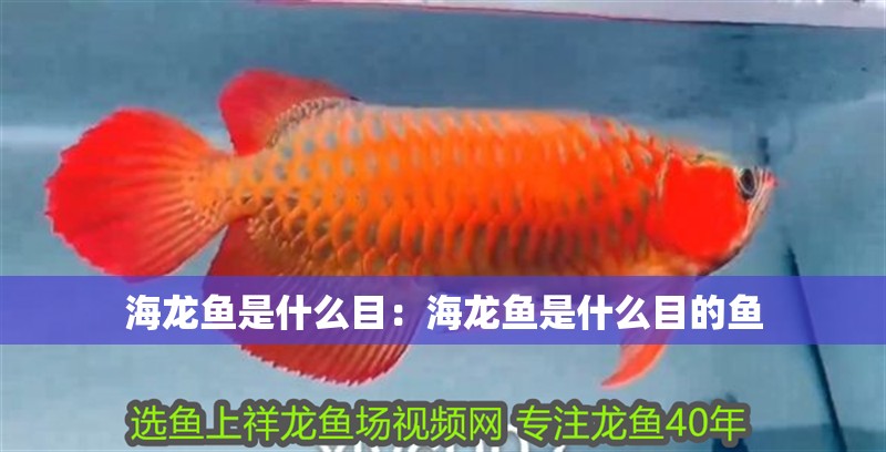 海龍魚是什么目：海龍魚是什么目的魚