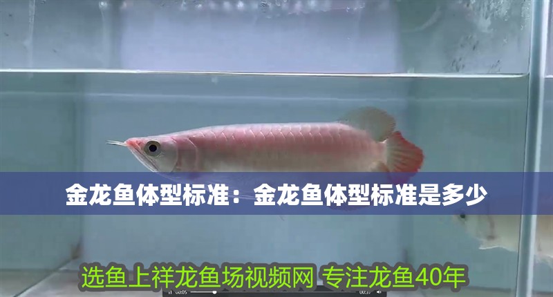 金龍魚體型標準：金龍魚體型標準是多少