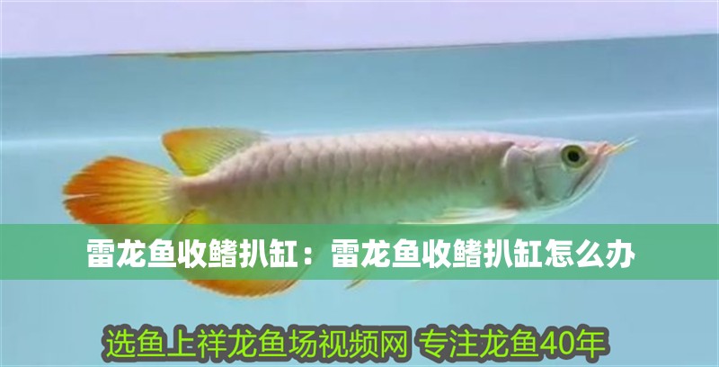 雷龍魚收鰭扒缸：雷龍魚收鰭扒缸怎么辦