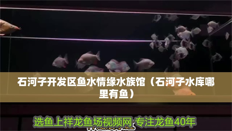 石河子開發(fā)區(qū)魚水情緣水族館（石河子水庫哪里有魚）