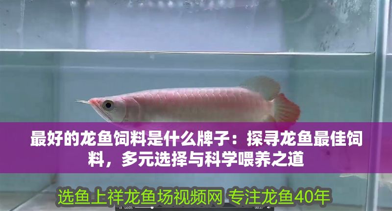最好的龍魚飼料是什么牌子：探尋龍魚最佳飼料，多元選擇與科學喂養之道