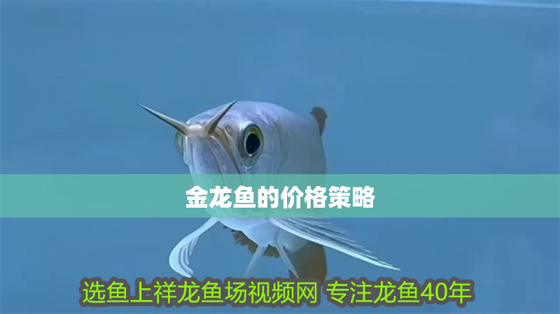 金龍魚的價格策略