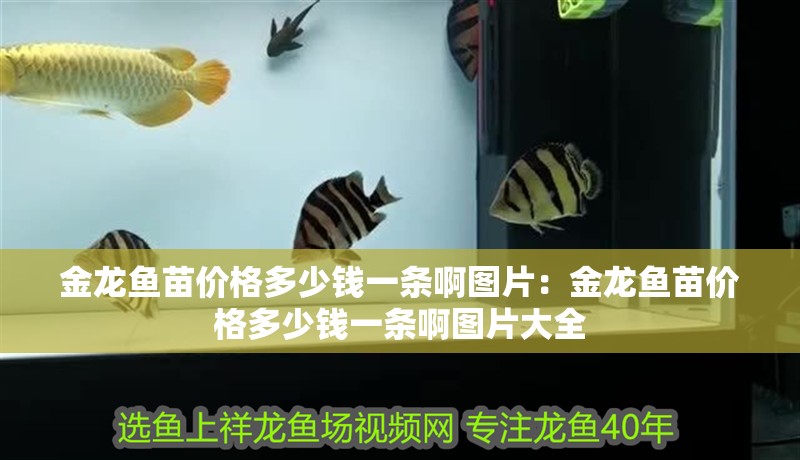 金龍魚苗價格多少錢一條啊圖片：金龍魚苗價格多少錢一條啊圖片大全