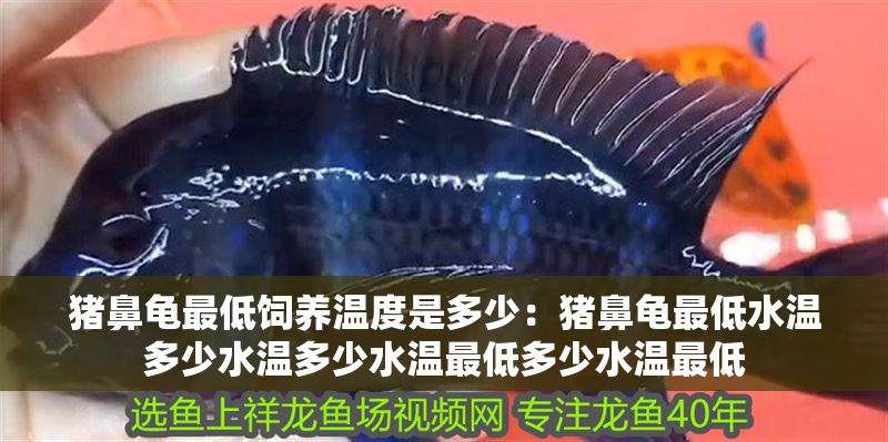 豬鼻龜最低飼養溫度是多少：豬鼻龜最低水溫多少水溫多少水溫最低多少水溫最低