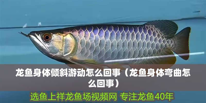 龍魚身體傾斜游動(dòng)怎么回事（龍魚身體彎曲怎么回事）