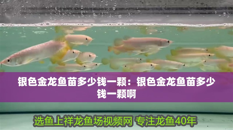 銀色金龍魚苗多少錢一顆：銀色金龍魚苗多少錢一顆啊