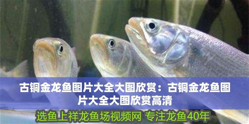 古銅金龍魚圖片大全大圖欣賞：古銅金龍魚圖片大全大圖欣賞高清