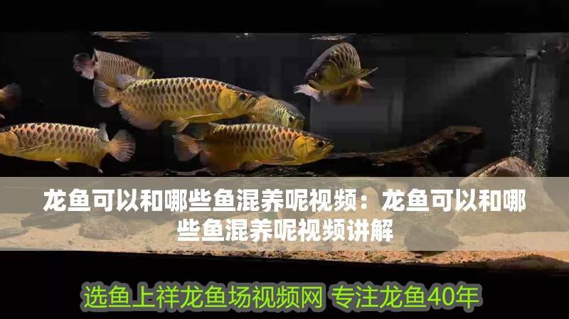 龍魚可以和哪些魚混養呢視頻：龍魚可以和哪些魚混養呢視頻講解