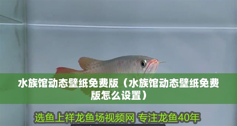 水族館動態壁紙免費版（水族館動態壁紙免費版怎么設置）