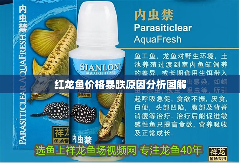 紅龍魚價格暴跌原因分析圖解