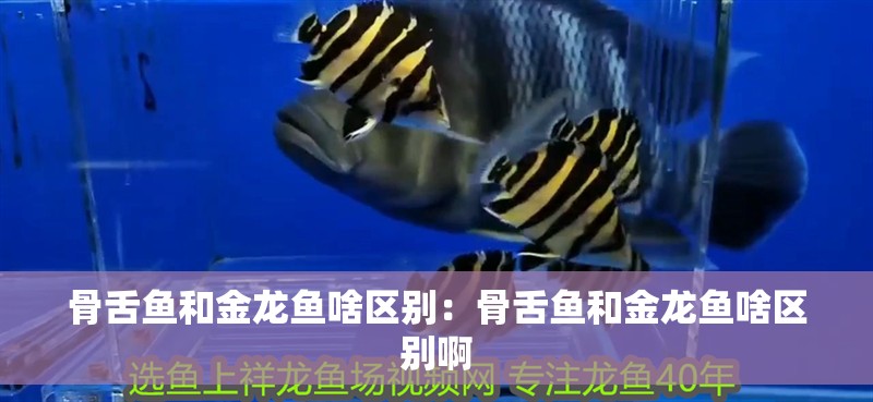 骨舌魚和金龍魚啥區別：骨舌魚和金龍魚啥區別啊
