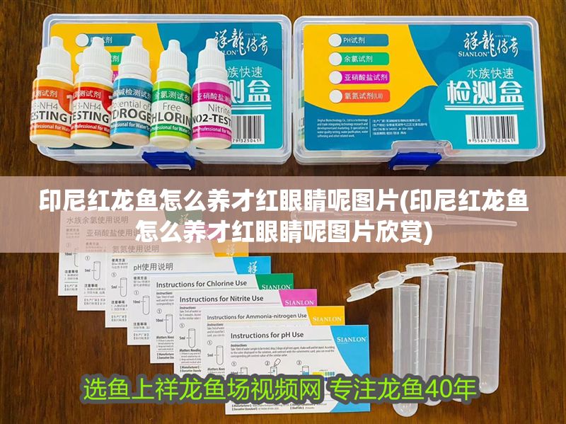 印尼紅龍魚怎么養才紅眼睛呢圖片(印尼紅龍魚怎么養才紅眼睛呢圖片欣賞) 印尼紅龍魚怎么養才紅眼睛呢圖片(印尼紅龍魚怎么養才紅眼睛呢圖片欣賞) 紅龍魚百科 第1張