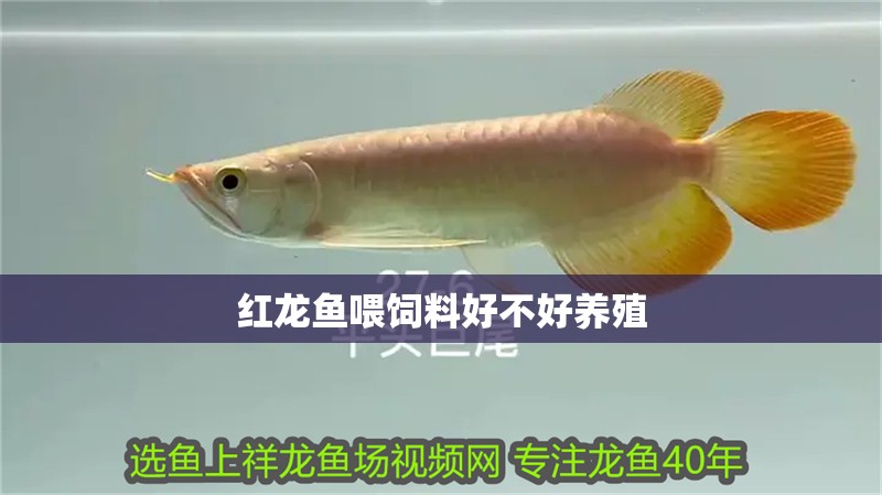 紅龍魚喂飼料好不好養(yǎng)殖