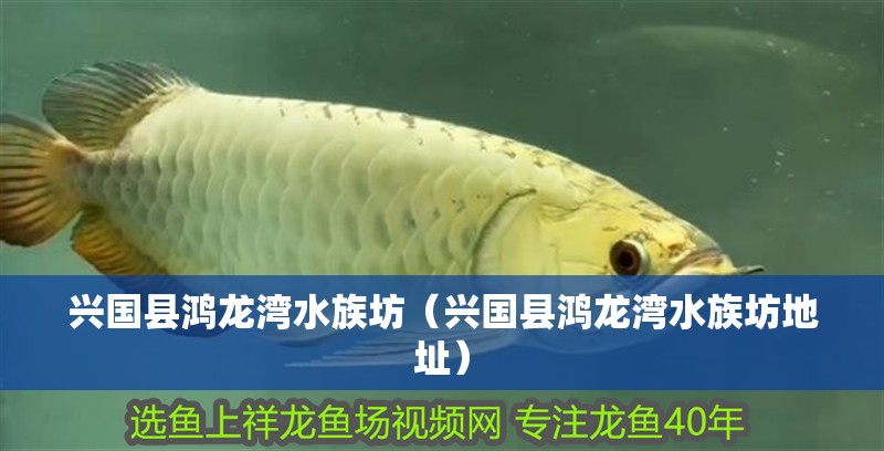 興國縣鴻龍灣水族坊（興國縣鴻龍灣水族坊地址）