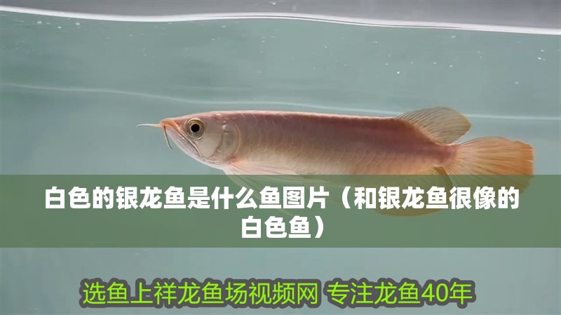 白色的銀龍魚是什么魚圖片（和銀龍魚很像的白色魚）
