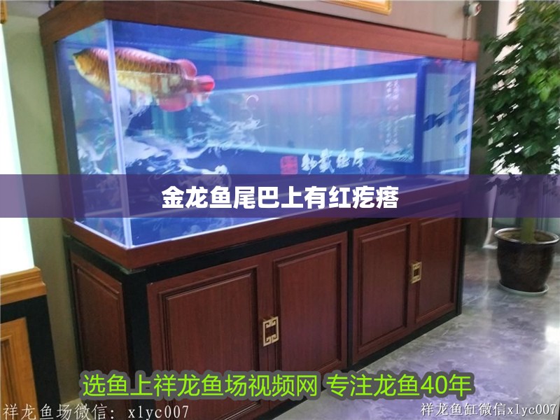 金龍魚尾巴上有紅疙瘩
