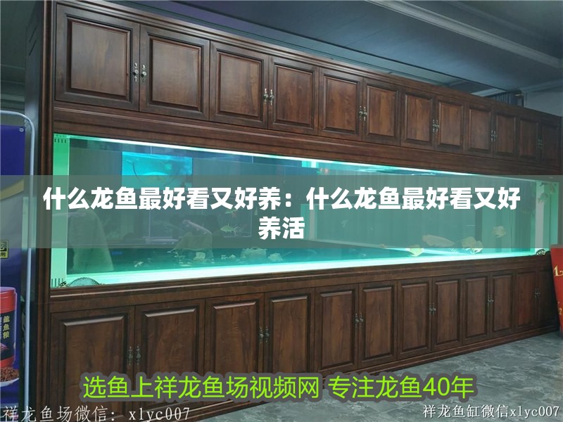 什么龍魚最好看又好養：什么龍魚最好看又好養活