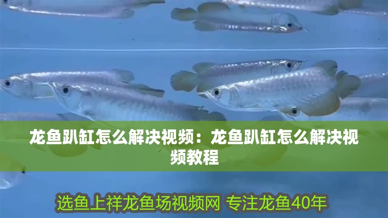 龍魚趴缸怎么解決視頻：龍魚趴缸怎么解決視頻教程