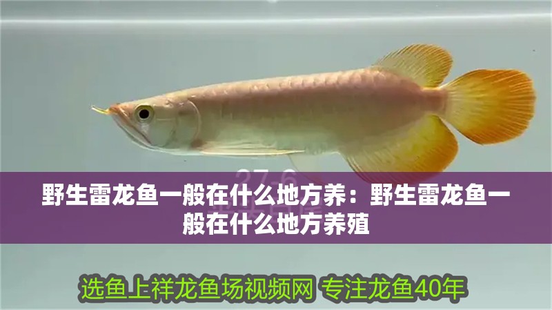 野生雷龍魚一般在什么地方養(yǎng)：野生雷龍魚一般在什么地方養(yǎng)殖