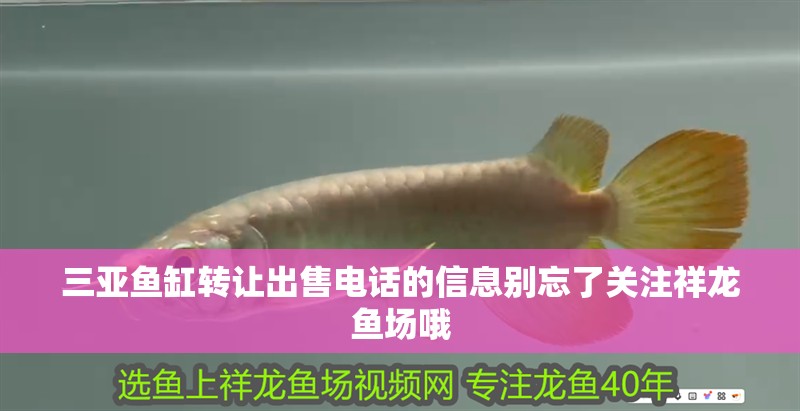 三亞魚缸轉(zhuǎn)讓出售電話的信息別忘了關(guān)注祥龍魚場(chǎng)哦