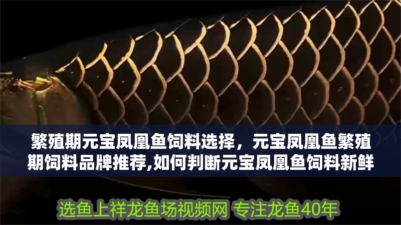 繁殖期元寶鳳凰魚(yú)飼料選擇，元寶鳳凰魚(yú)繁殖期飼料品牌推薦,如何判斷元寶鳳凰魚(yú)飼料新鮮度