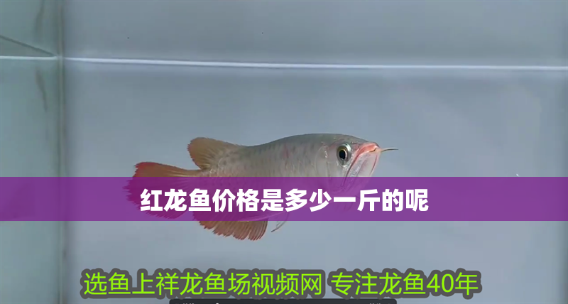 紅龍魚價(jià)格是多少一斤的呢