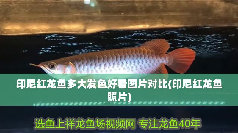 印尼紅龍魚多大發(fā)色好看圖片對(duì)比(印尼紅龍魚照片)