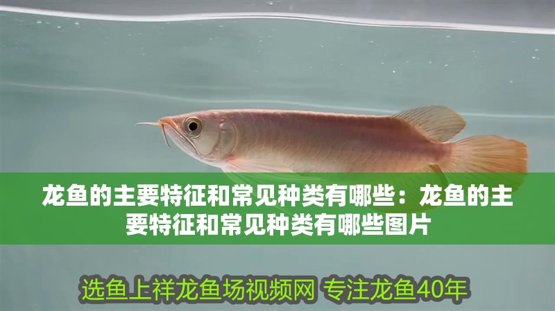 龍魚的主要特征和常見種類有哪些：龍魚的主要特征和常見種類有哪些圖片