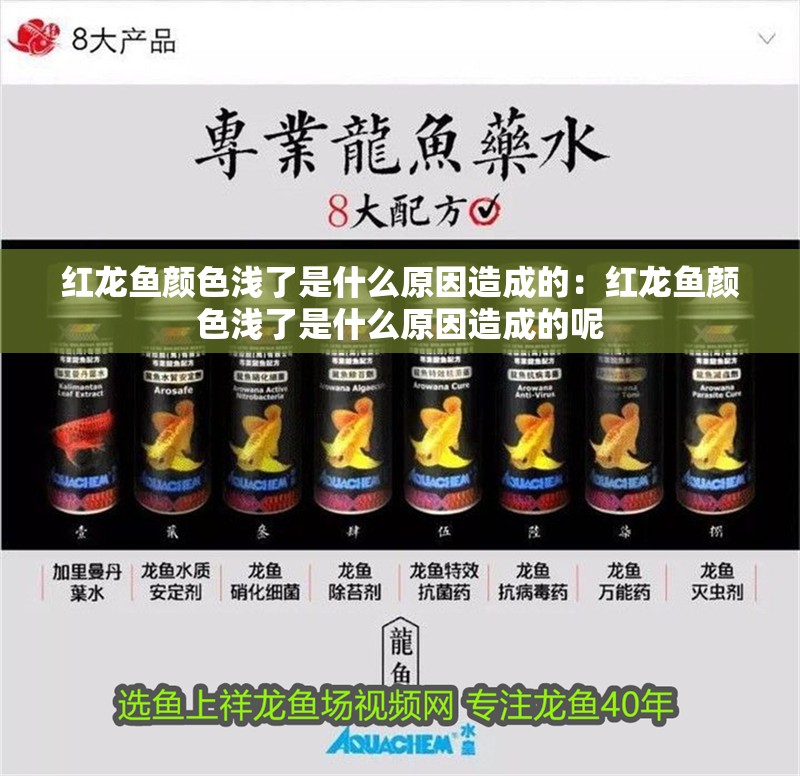 紅龍魚顏色淺了是什么原因造成的：紅龍魚顏色淺了是什么原因造成的呢