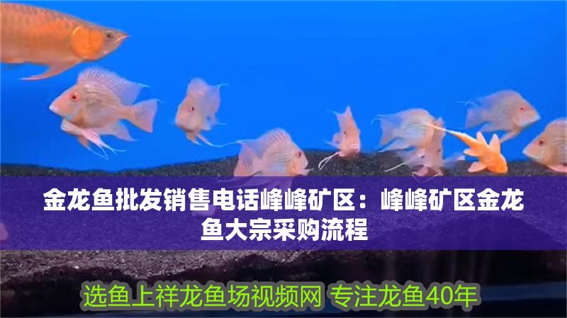 金龍魚批發(fā)銷售電話峰峰礦區(qū)：峰峰礦區(qū)金龍魚大宗采購流程