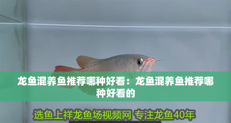 龍魚混養魚推薦哪種好看：龍魚混養魚推薦哪種好看的