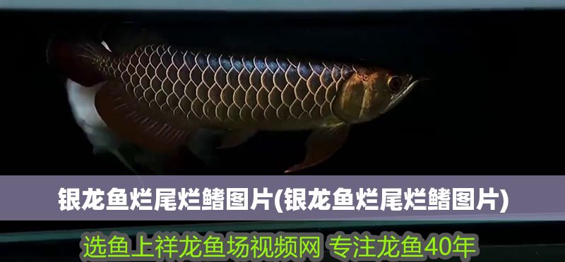 銀龍魚爛尾爛鰭圖片(銀龍魚爛尾爛鰭圖片)