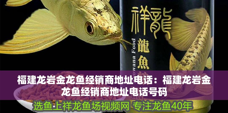 福建龍巖金龍魚經銷商地址電話：福建龍巖金龍魚經銷商地址電話號碼
