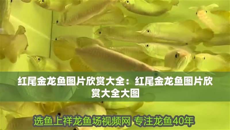 紅尾金龍魚圖片欣賞大全：紅尾金龍魚圖片欣賞大全大圖