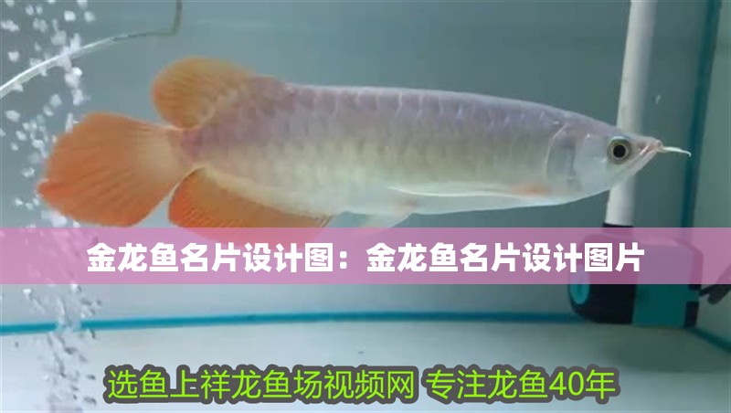 金龍魚名片設(shè)計(jì)圖：金龍魚名片設(shè)計(jì)圖片