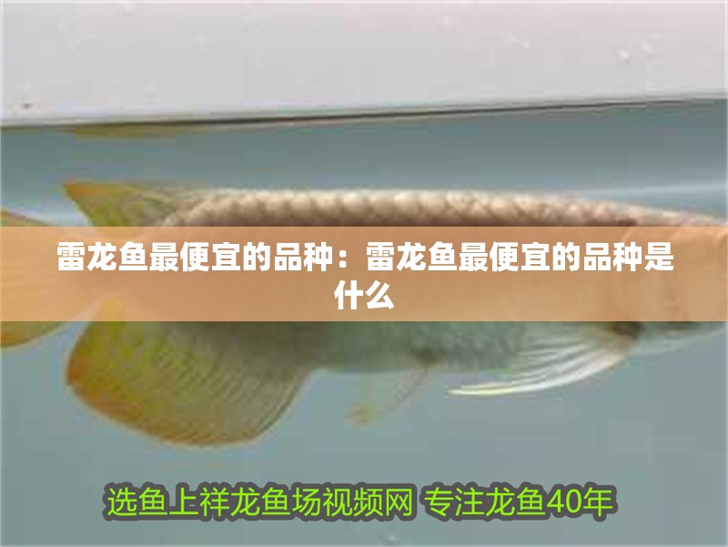 雷龍魚最便宜的品種：雷龍魚最便宜的品種是什么