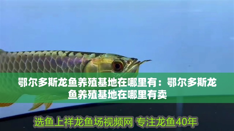 鄂爾多斯龍魚養殖基地在哪里有：鄂爾多斯龍魚養殖基地在哪里有賣