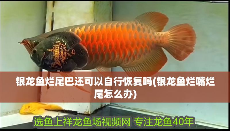 銀龍魚爛尾巴還可以自行恢復(fù)嗎(銀龍魚爛嘴爛尾怎么辦)