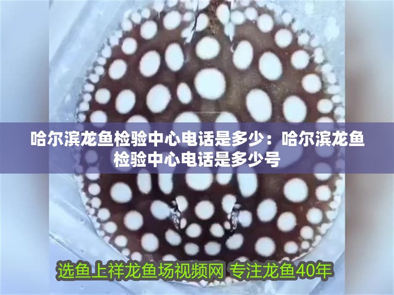 哈爾濱龍魚檢驗(yàn)中心電話是多少：哈爾濱龍魚檢驗(yàn)中心電話是多少號(hào)