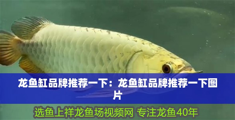 龍魚缸品牌推薦一下：龍魚缸品牌推薦一下圖片