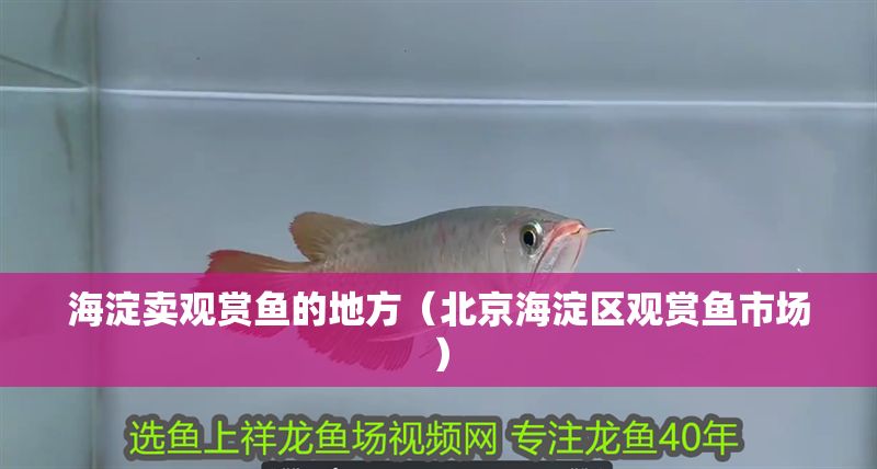 海淀賣觀賞魚的地方（北京海淀區觀賞魚市場）