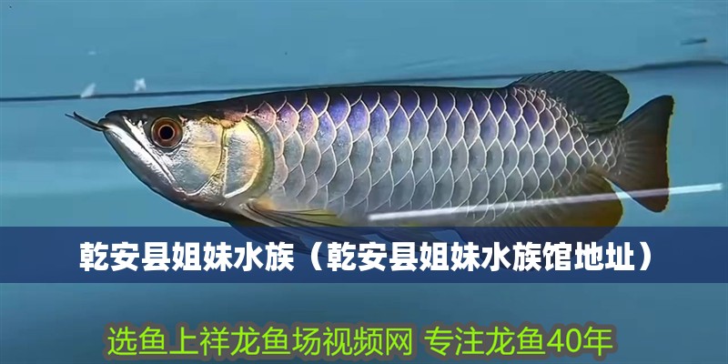 乾安縣姐妹水族（乾安縣姐妹水族館地址）