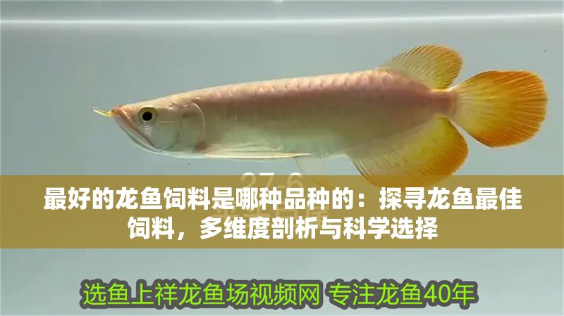 最好的龍魚(yú)飼料是哪種品種的：探尋龍魚(yú)最佳飼料，多維度剖析與科學(xué)選擇
