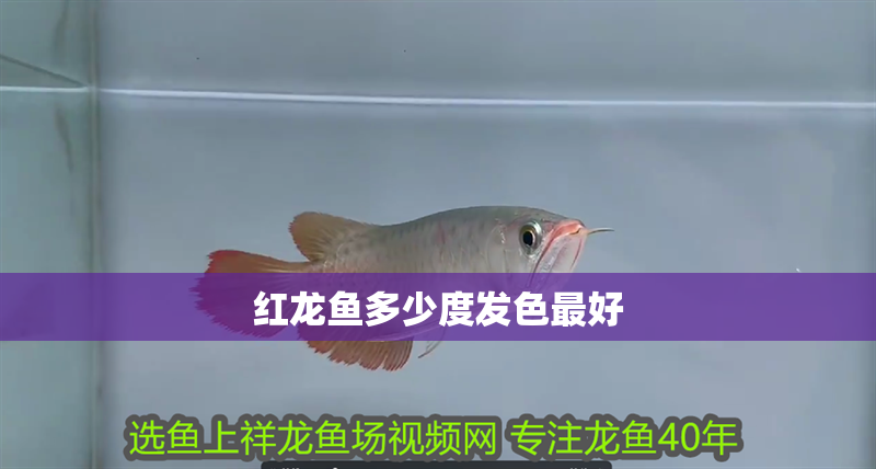 紅龍魚多少度發色最好