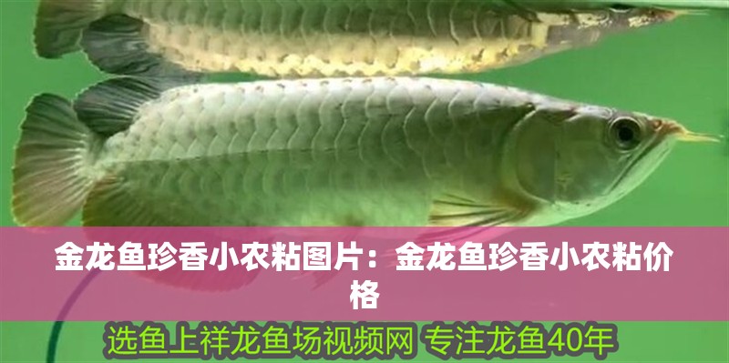 金龍魚珍香小農粘圖片：金龍魚珍香小農粘價格