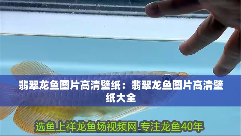 翡翠龍魚(yú)圖片高清壁紙：翡翠龍魚(yú)圖片高清壁紙大全