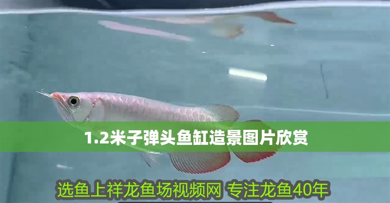 1.2米子彈頭魚(yú)缸造景圖片欣賞