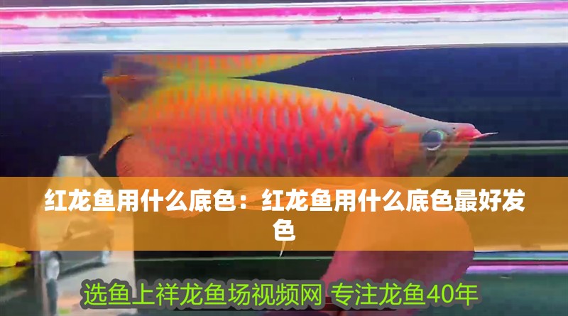 紅龍魚用什么底色：紅龍魚用什么底色最好發色