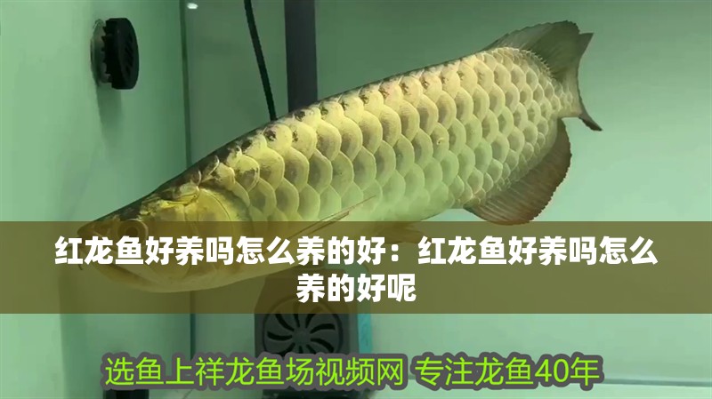 紅龍魚好養嗎怎么養的好：紅龍魚好養嗎怎么養的好呢