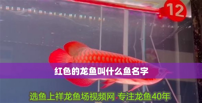 紅色的龍魚叫什么魚名字